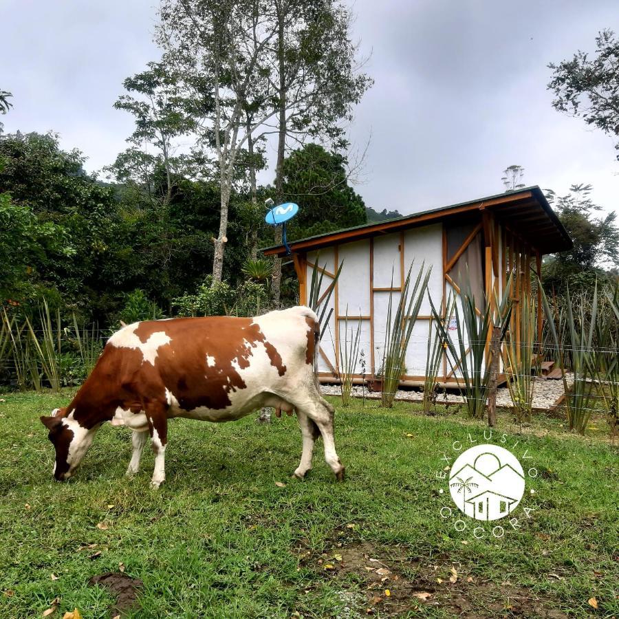 Exclusivo Cocora Con Jacuzzi Salento Quindio Villa ภายนอก รูปภาพ